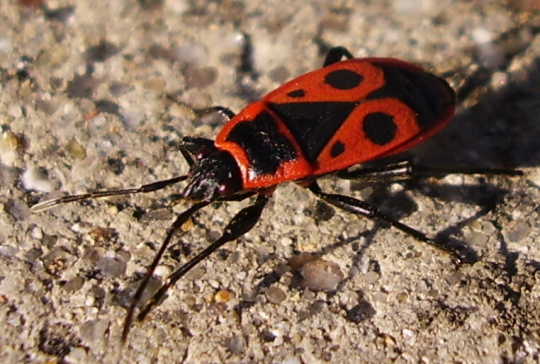 1. místo